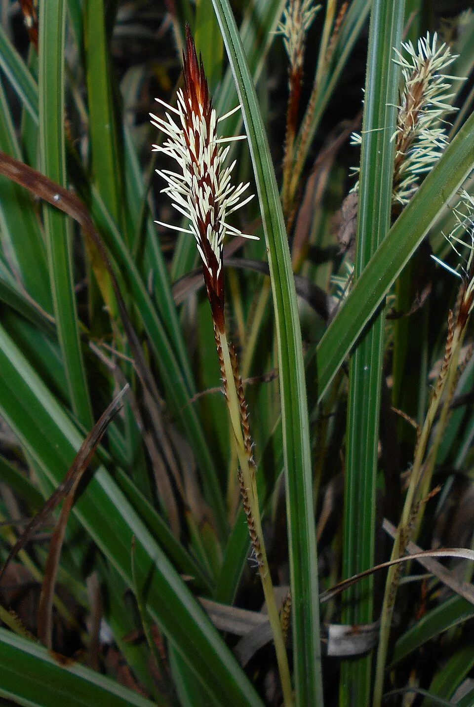 Tarka levelű sás / Carex morrowii 'Vanilla Ice'