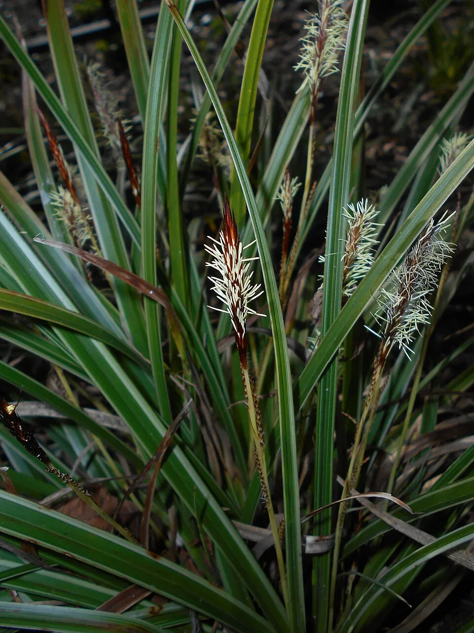 Tarka levelű sás / Carex morrowii 'Vanilla Ice'