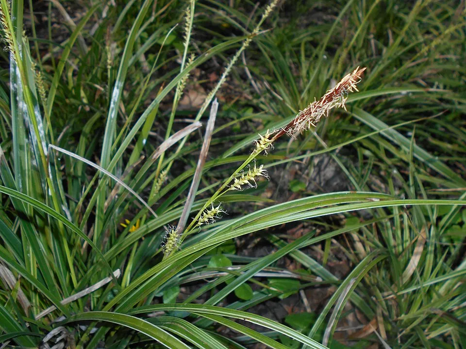 Tarka levelű sás / Carex morrowii 'Vanilla Ice'