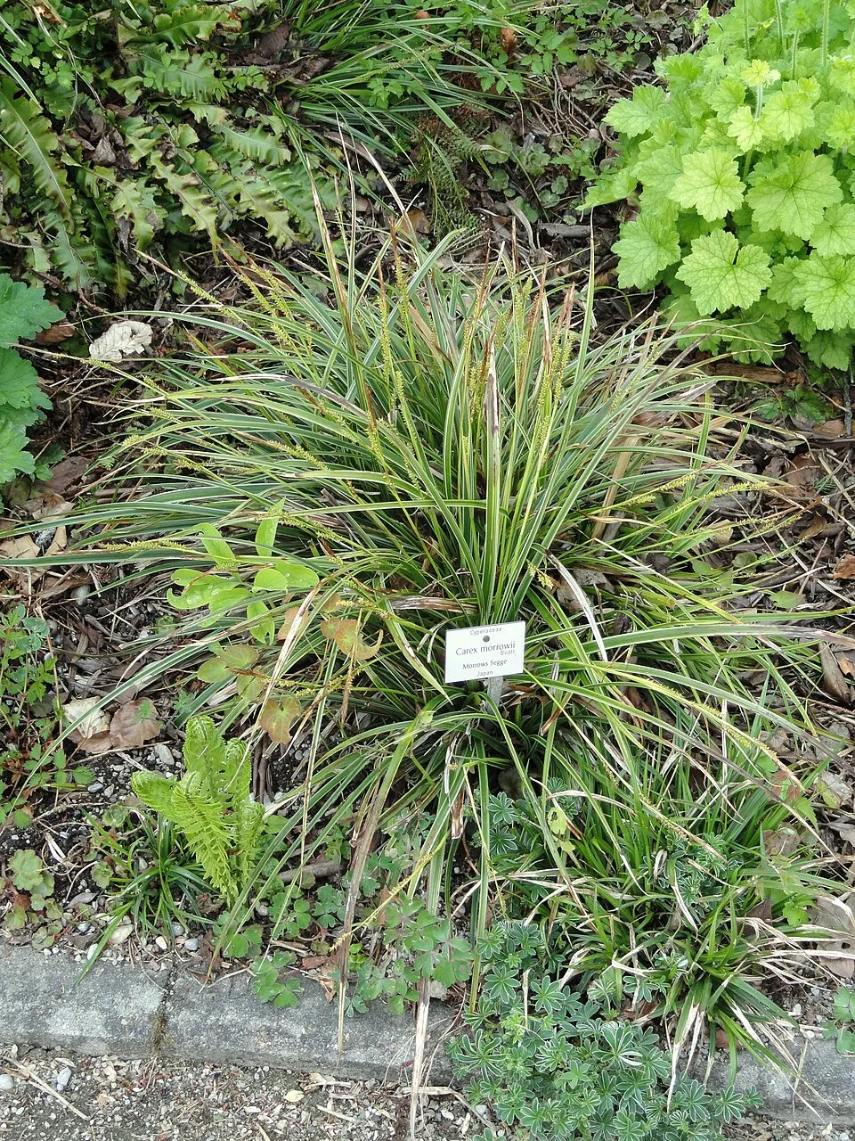 Tarka levelű sás / Carex morrowii 'Vanilla Ice'