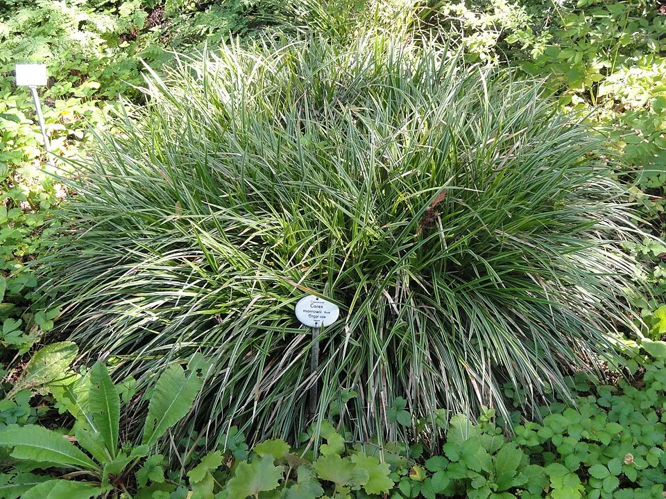 Tarka levelű sás / Carex morrowii 'Vanilla Ice'