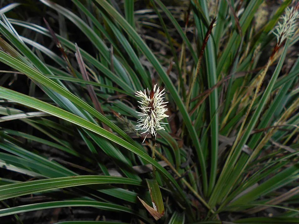 Tarka levelű sás / Carex morrowii 'Vanilla Ice'