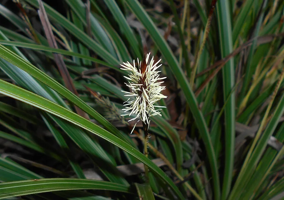 Tarka levelű sás / Carex morrowii 'Vanilla Ice'