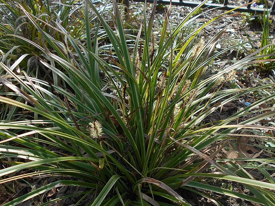 Tarka levelű sás / Carex morrowii 'Vanilla Ice'