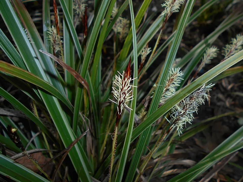 Tarka levelű sás / Carex morrowii 'Vanilla Ice'