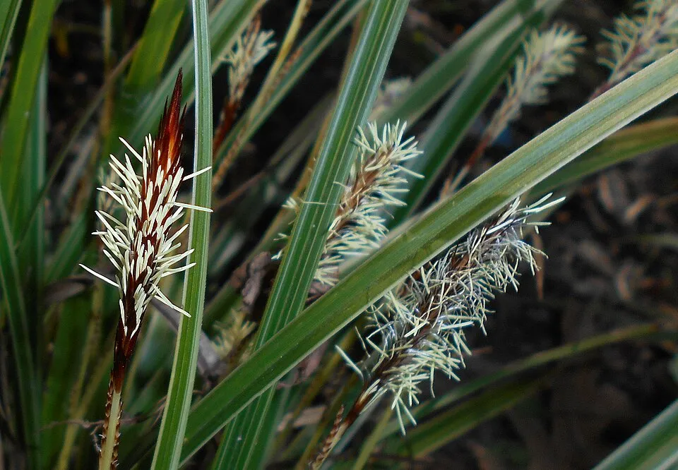 Tarka levelű sás / Carex morrowii 'Vanilla Ice'