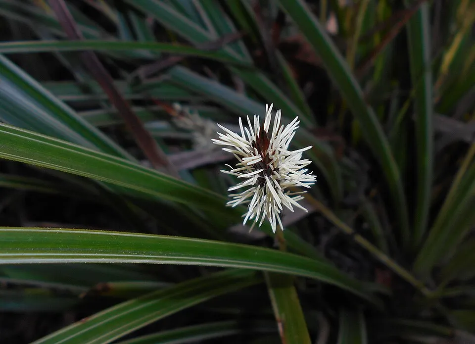 Tarka levelű sás / Carex morrowii 'Vanilla Ice'