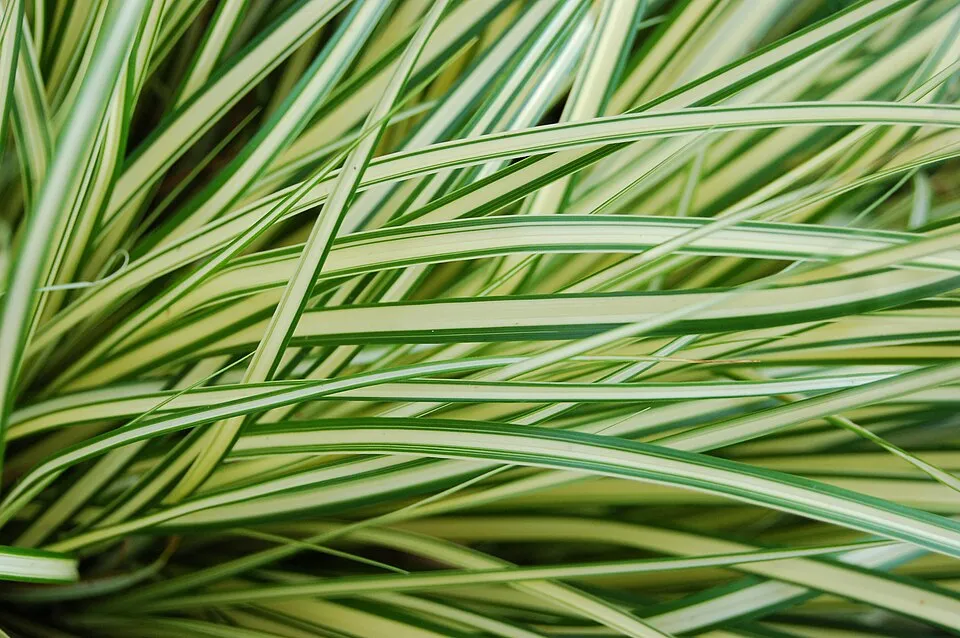 Madárlábú sás / Carex oshimensis 'Evergold'