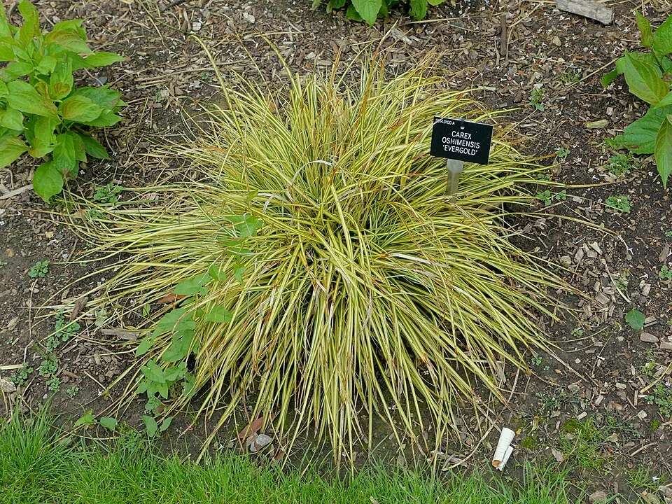 Madárlábú sás / Carex oshimensis 'Evergold'