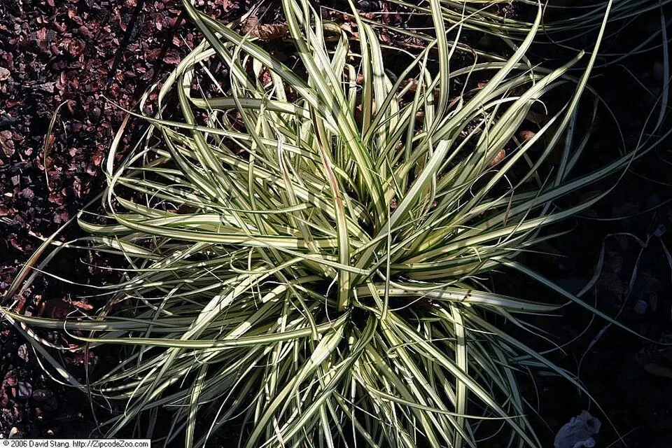 Madárlábú sás / Carex oshimensis 'Evergold'