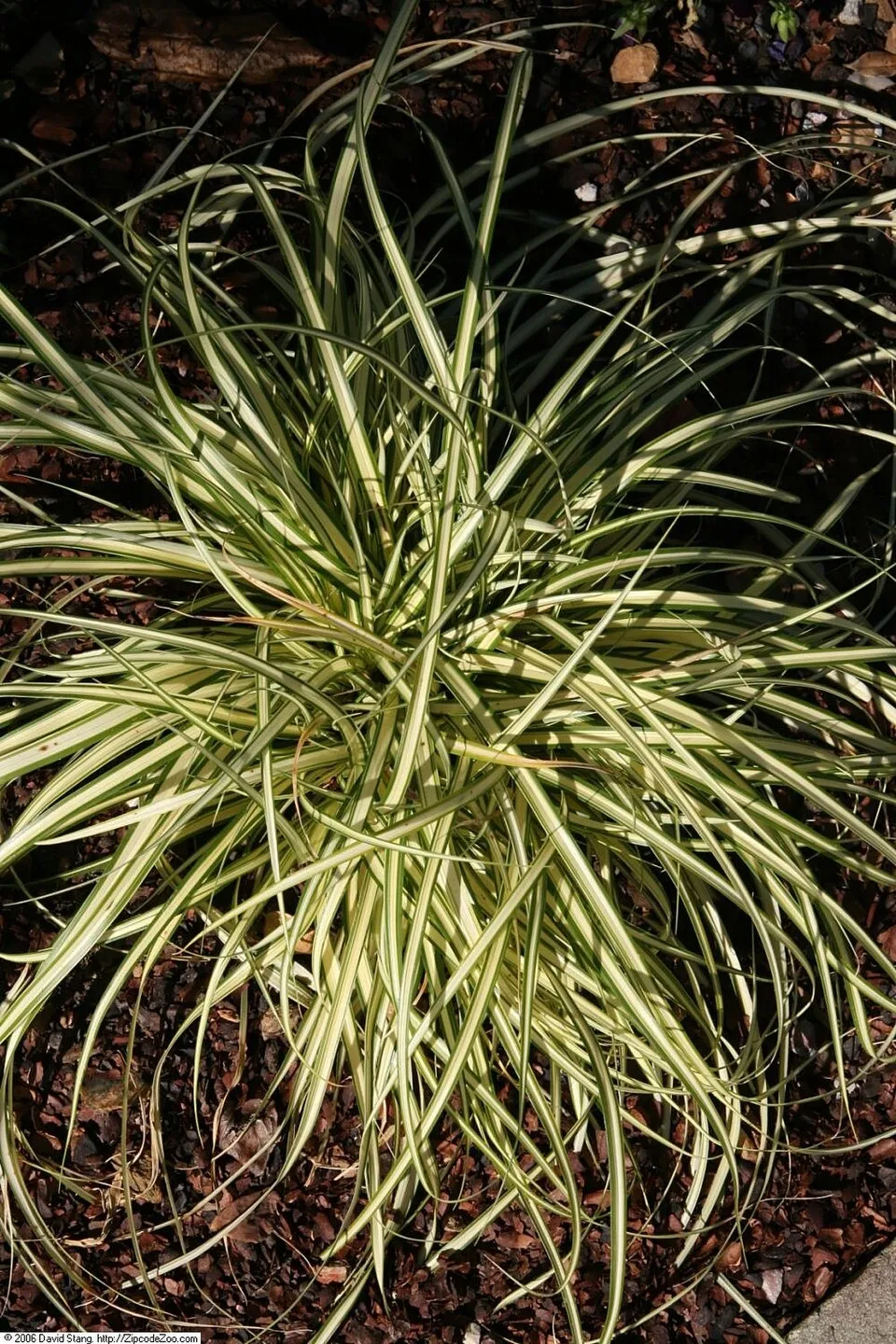 Madárlábú sás / Carex oshimensis 'Evergold'