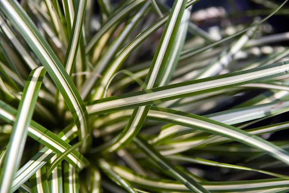 Madárlábú sás / Carex oshimensis 'Evergold'