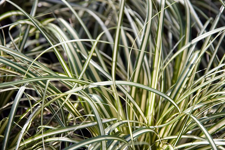 Madárlábú sás / Carex oshimensis 'Evergold'