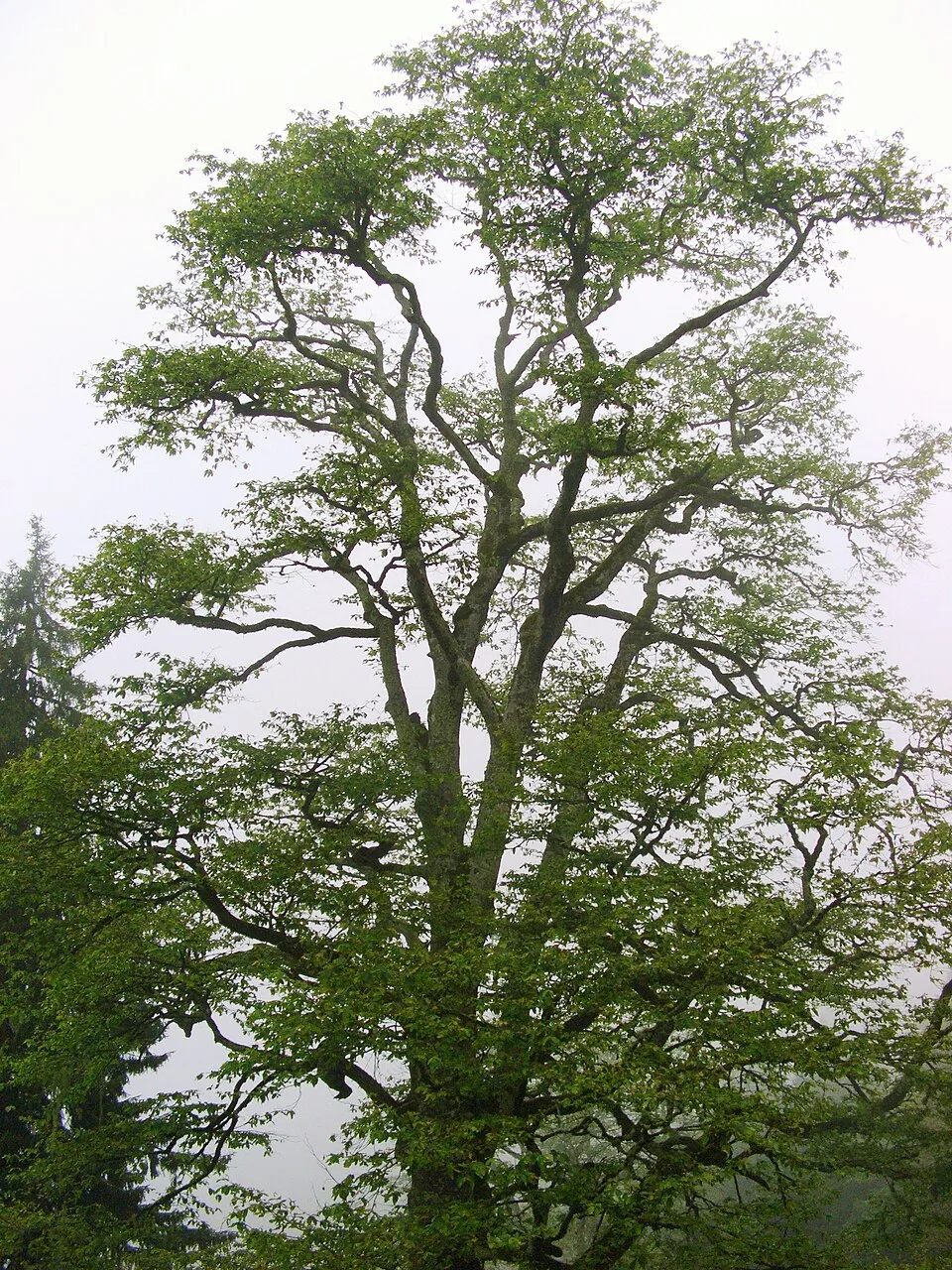Gyertyán / Carpinus betulus