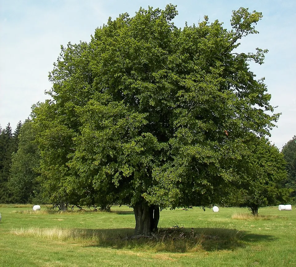 Gyertyán / Carpinus betulus
