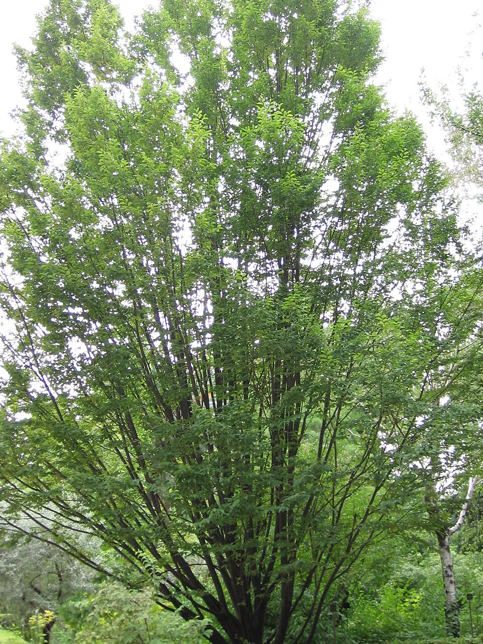 Gyertyán / Carpinus betulus