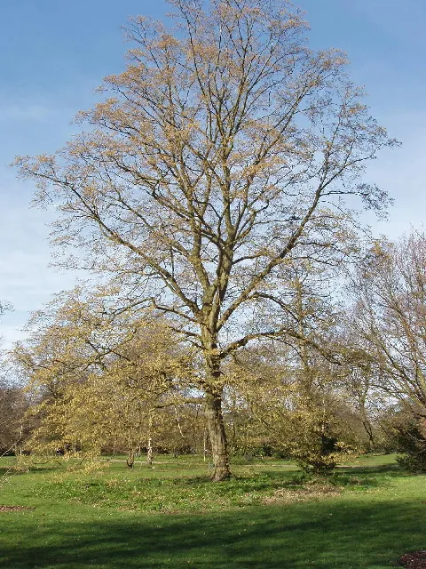 Gyertyán / Carpinus betulus