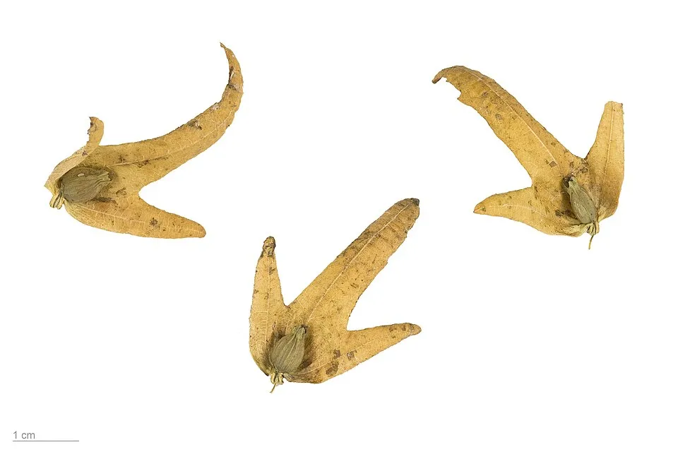 Gyertyán / Carpinus betulus