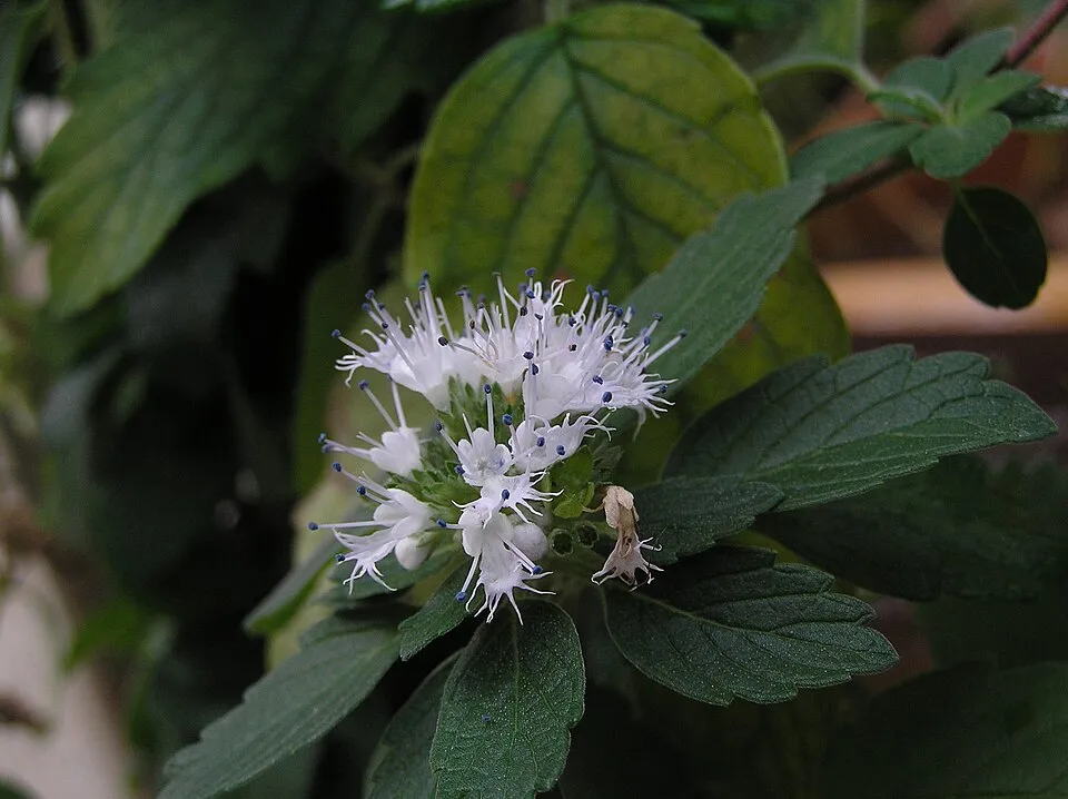 Kínai kékszakáll / Caryopteris incana 'Cary'