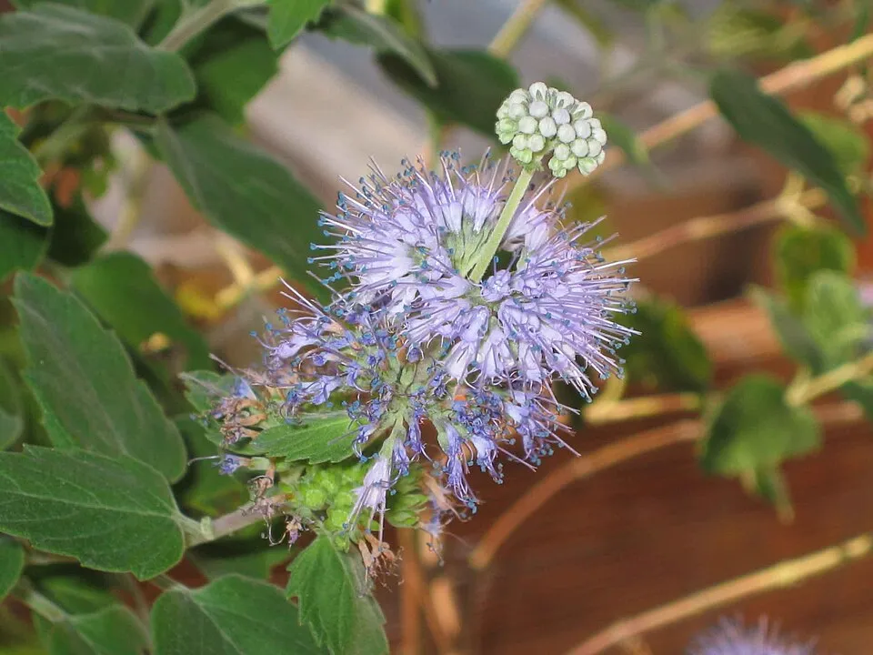 Kínai kékszakáll / Caryopteris incana 'Cary'