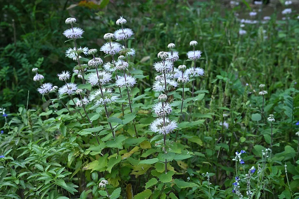 Kínai kékszakáll / Caryopteris incana 'Cary'