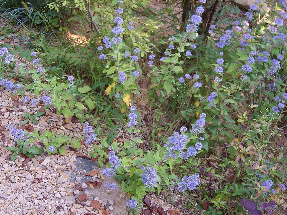 Kínai kékszakáll / Caryopteris incana 'Cary'