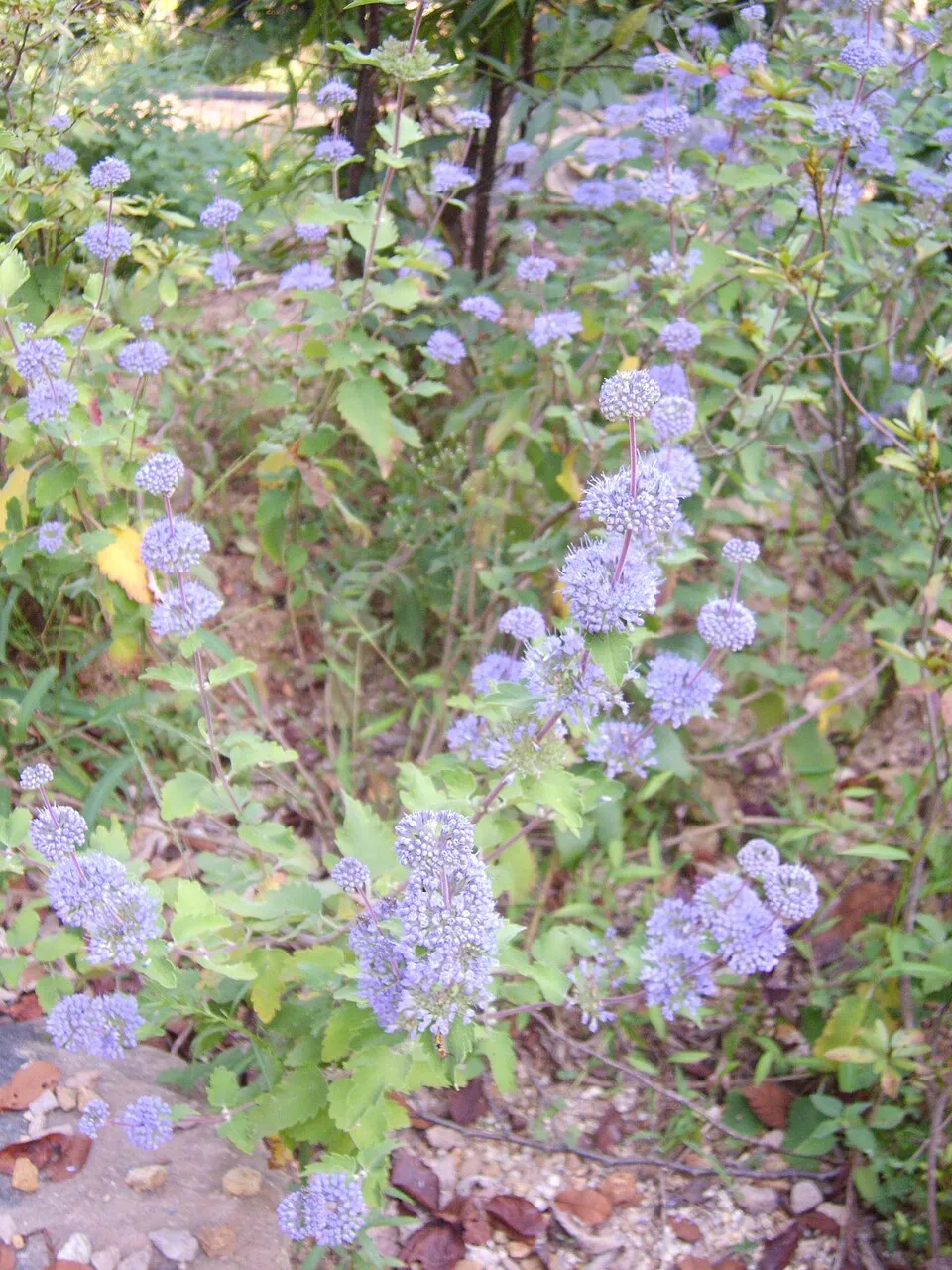 Kínai kékszakáll / Caryopteris incana 'Cary'