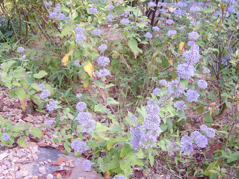 Kínai kékszakáll / Caryopteris incana 'Cary'