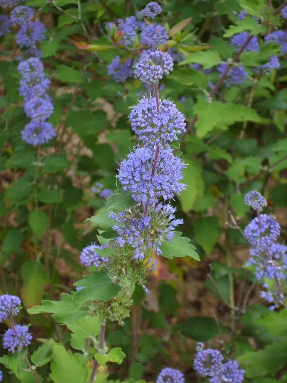 Kínai kékszakáll / Caryopteris incana 'Cary'