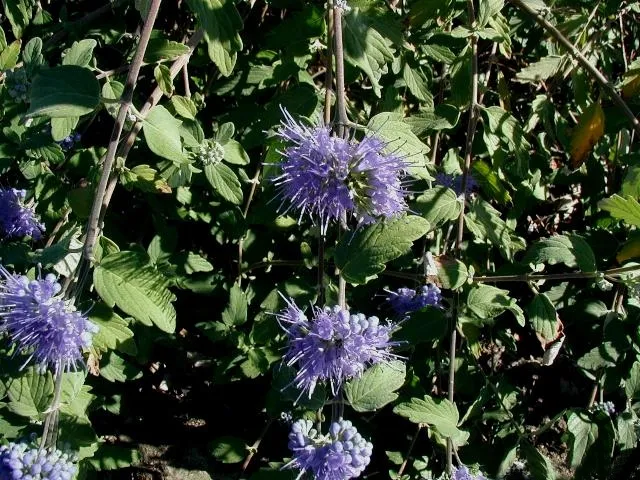 Kínai kékszakáll / Caryopteris incana 'Cary'