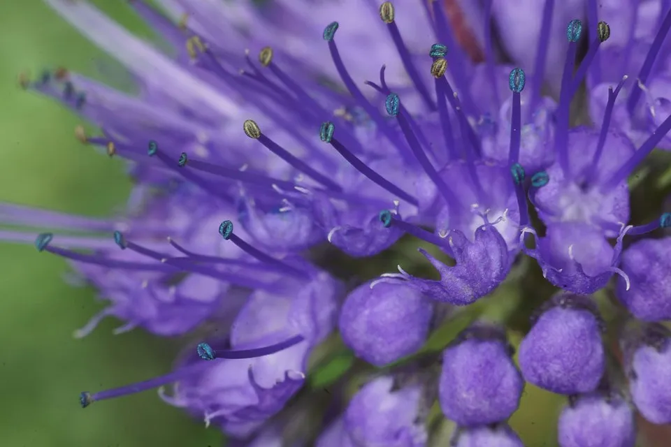 Kínai kékszakáll / Caryopteris incana 'Cary'