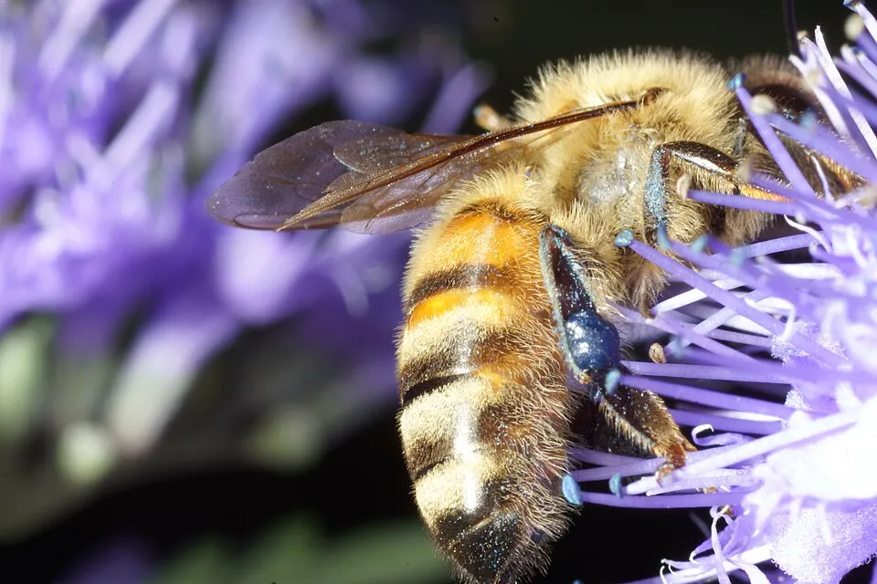 Kínai kékszakáll / Caryopteris incana 'Cary'