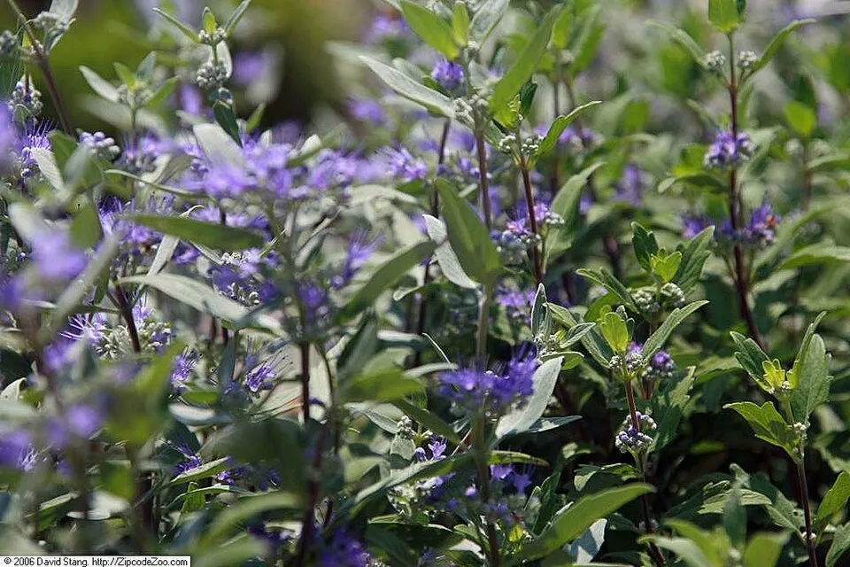 Sötétkék virágú kékszakáll / Caryopteris x clandonensis 'Grand Bleu' ®