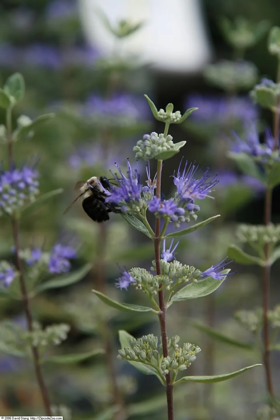 Sötétkék virágú kékszakáll / Caryopteris x clandonensis 'Grand Bleu' ®