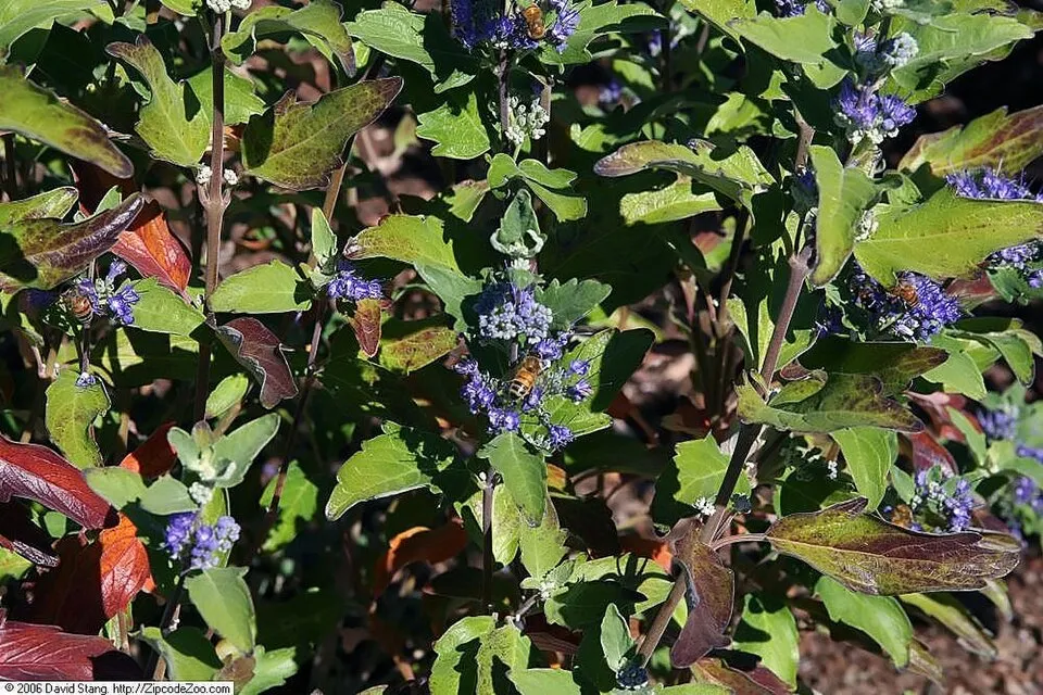 Sötétkék virágú kékszakáll / Caryopteris x clandonensis 'Grand Bleu' ®