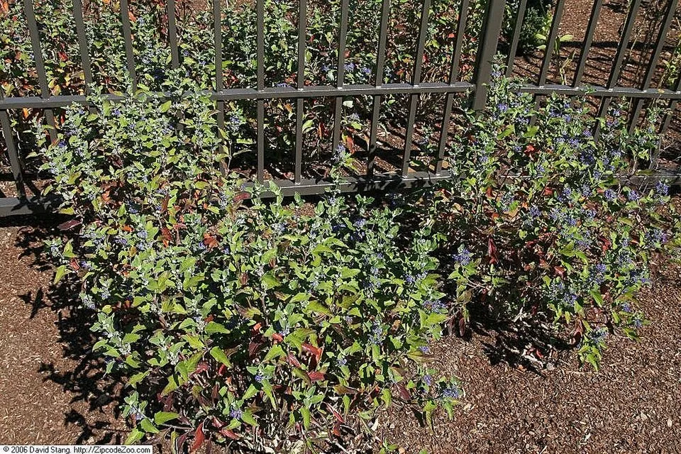Sötétkék virágú kékszakáll / Caryopteris x clandonensis 'Grand Bleu' ®