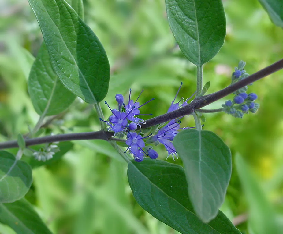 Keskenylevelű kékszakáll / Caryopteris x clandonensis 'Heavenly Blue'