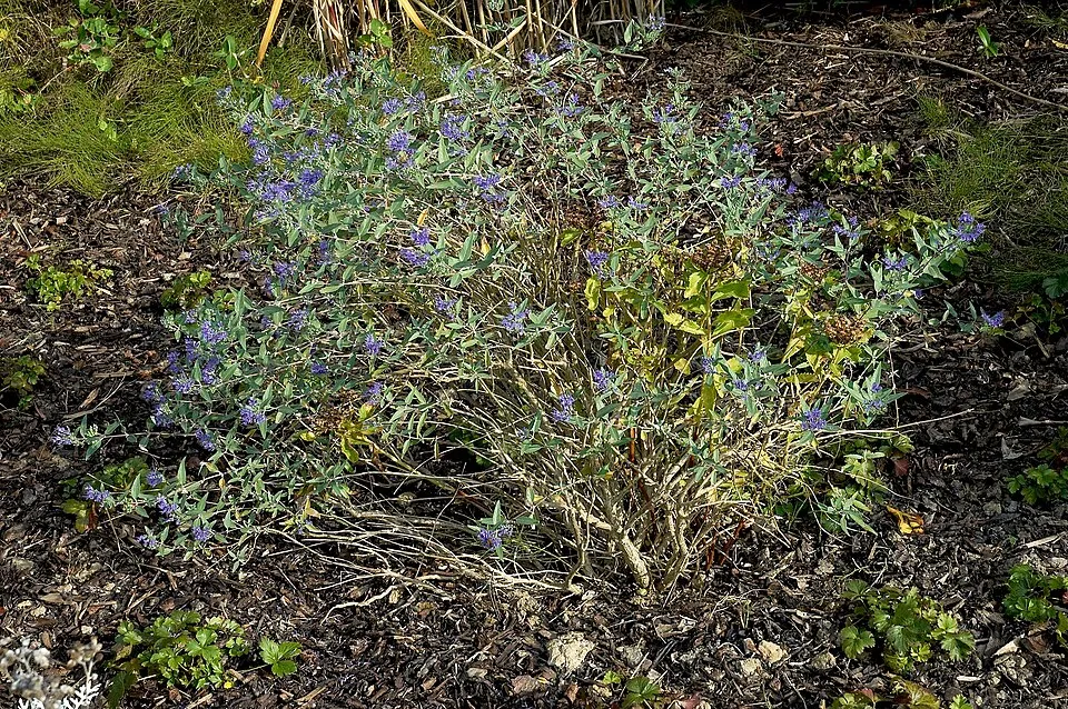 Keskenylevelű kékszakáll / Caryopteris x clandonensis 'Heavenly Blue'