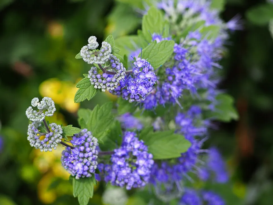 Keskenylevelű kékszakáll / Caryopteris x clandonensis 'Heavenly Blue'
