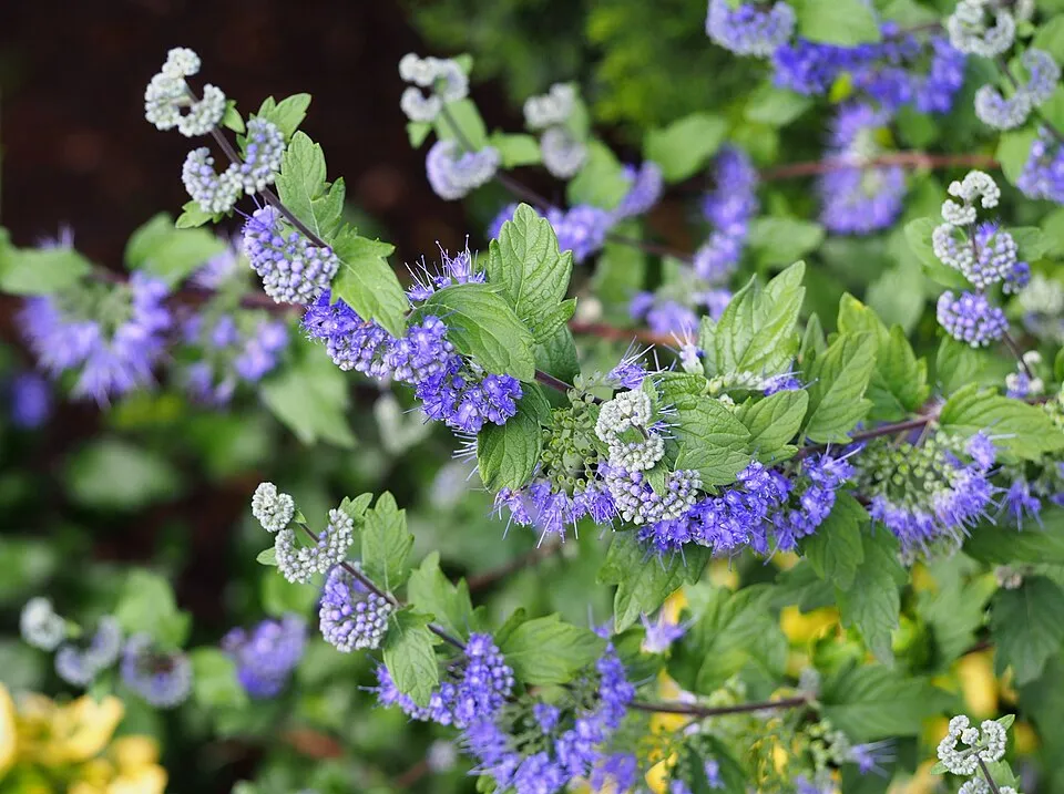 Keskenylevelű kékszakáll / Caryopteris x clandonensis 'Heavenly Blue'