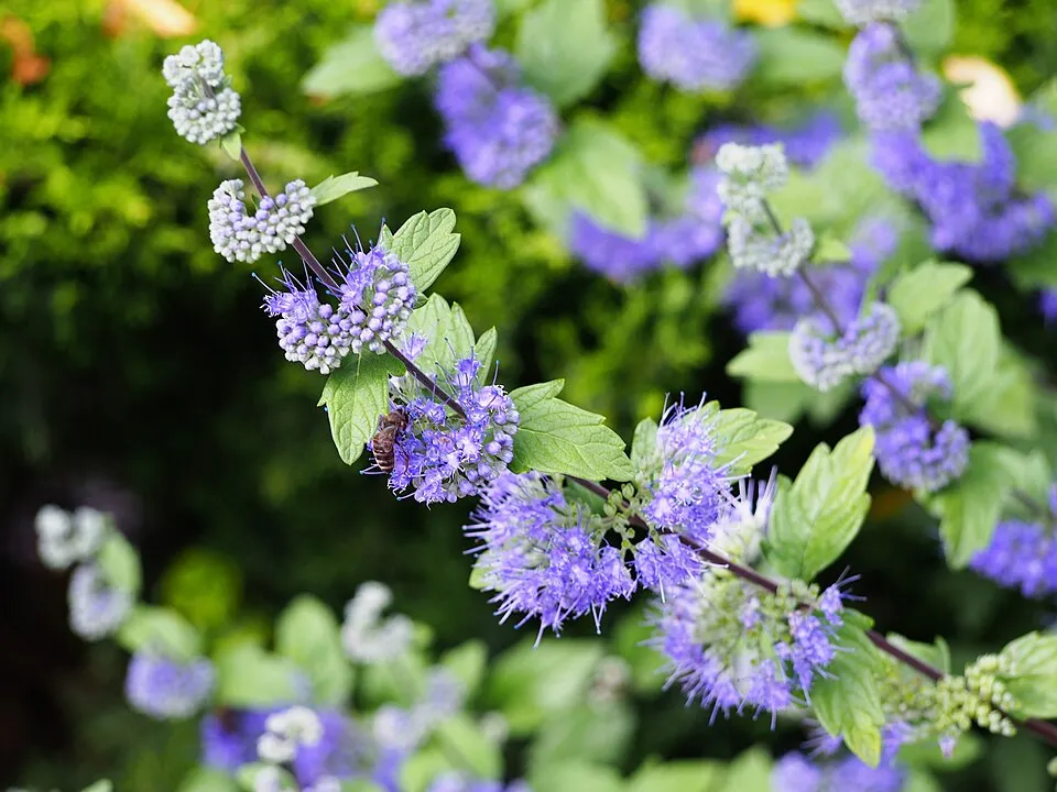 Keskenylevelű kékszakáll / Caryopteris x clandonensis 'Heavenly Blue'