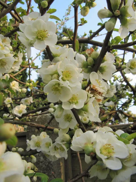 Fehér virágú japánbirs / Chaenomeles speciosa 'Nivalis'