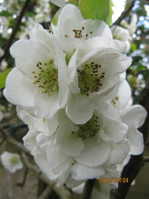 Fehér virágú japánbirs / Chaenomeles speciosa 'Nivalis'