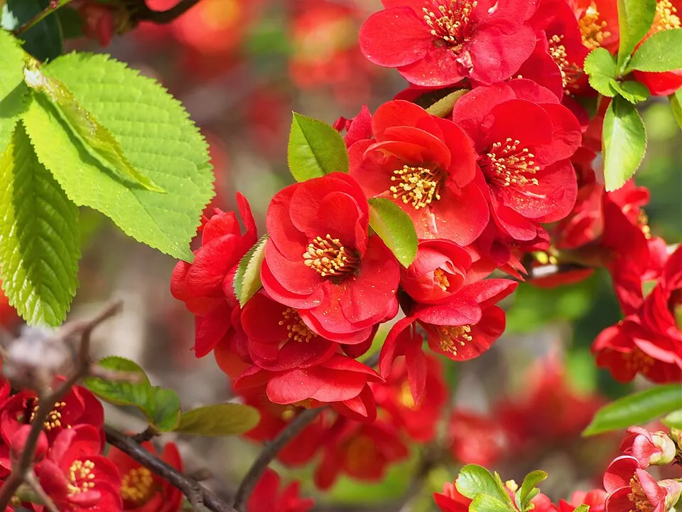 Piros virágú japánbirs / Chaenomeles x superba 'Nicoline'