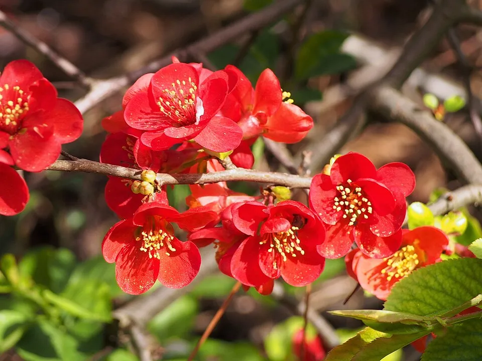 Piros virágú japánbirs / Chaenomeles x superba 'Nicoline'