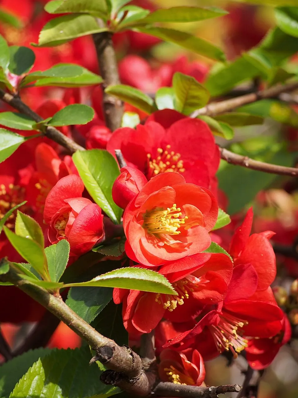 Piros virágú japánbirs / Chaenomeles x superba 'Nicoline'