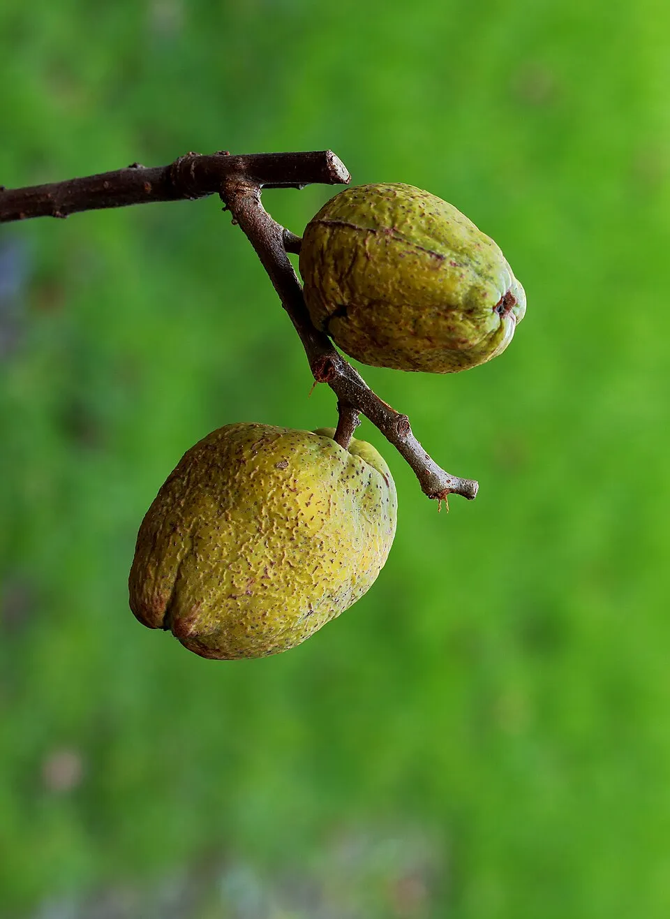 Piros virágú japánbirs / Chaenomeles x superba 'Nicoline'