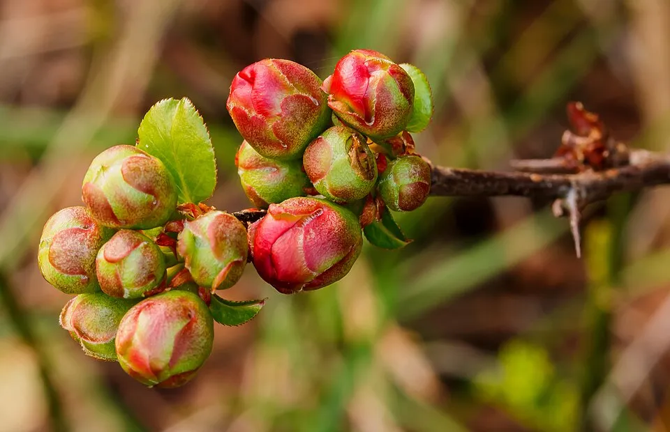 Piros virágú japánbirs / Chaenomeles x superba 'Nicoline'