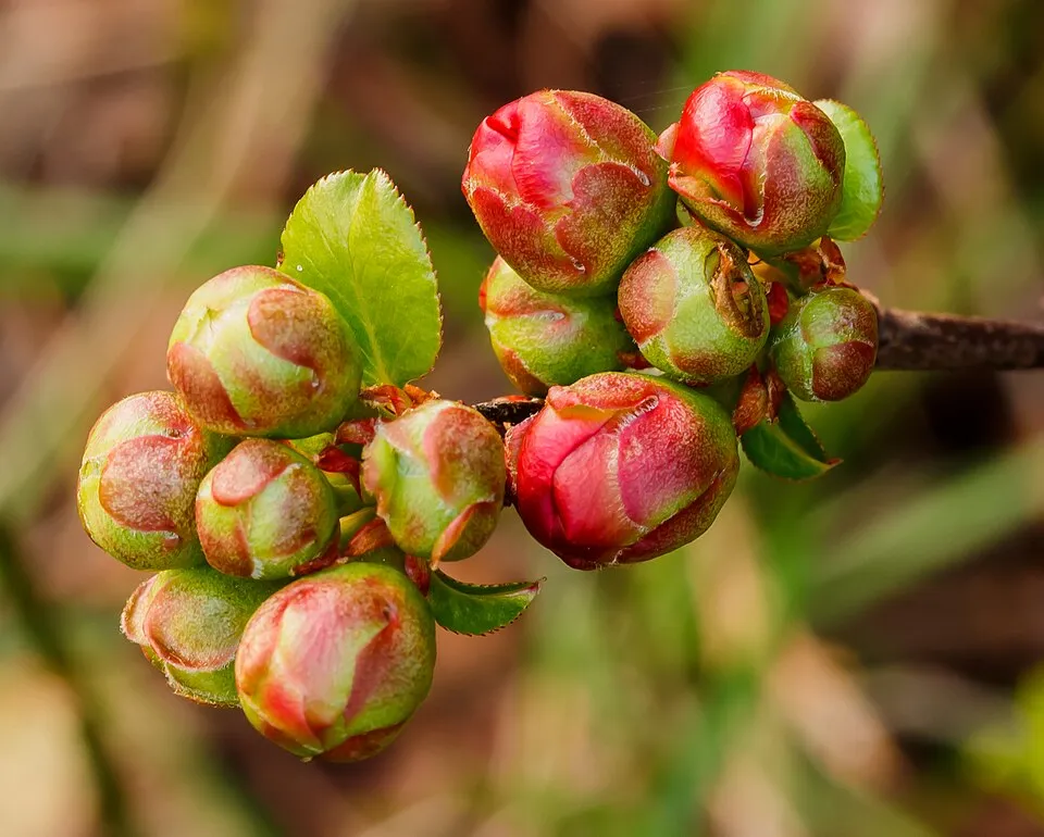 Piros virágú japánbirs / Chaenomeles x superba 'Nicoline'