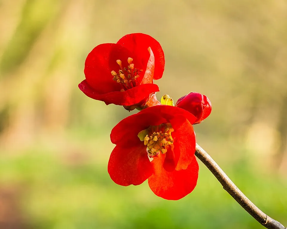 Piros virágú japánbirs / Chaenomeles x superba 'Nicoline'